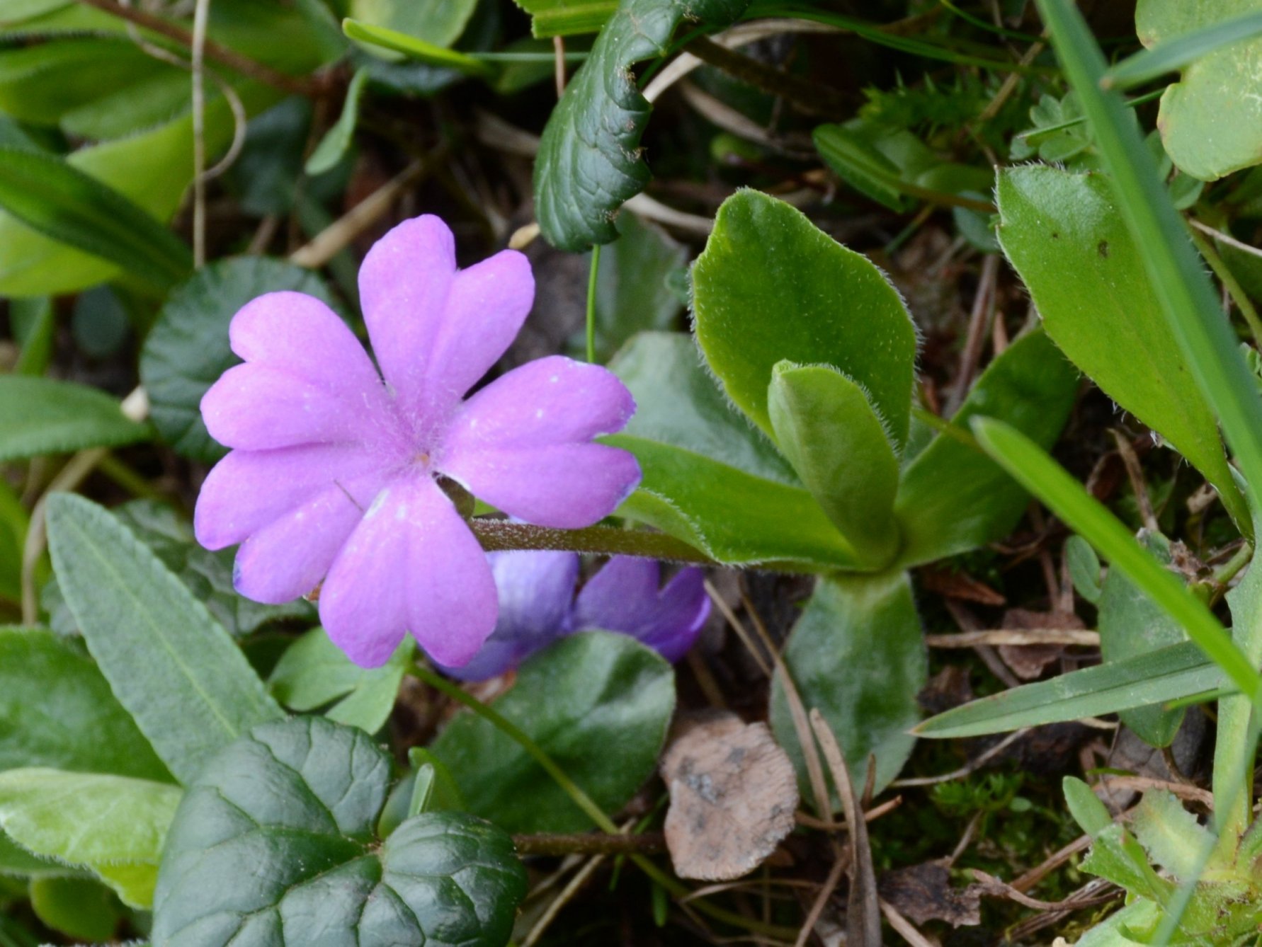 Primula integrifolia